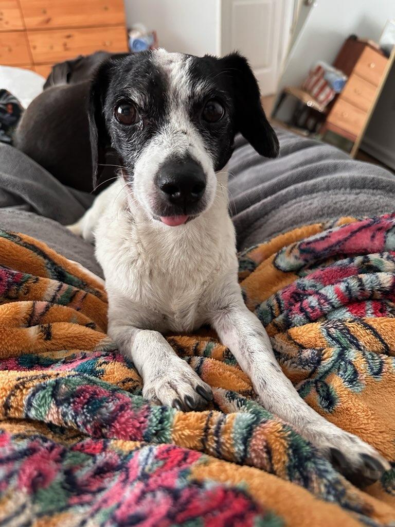 Enlarge Mr. Noodle, a ADOPTABLE mixed breed in Greenville, SC image 2/4