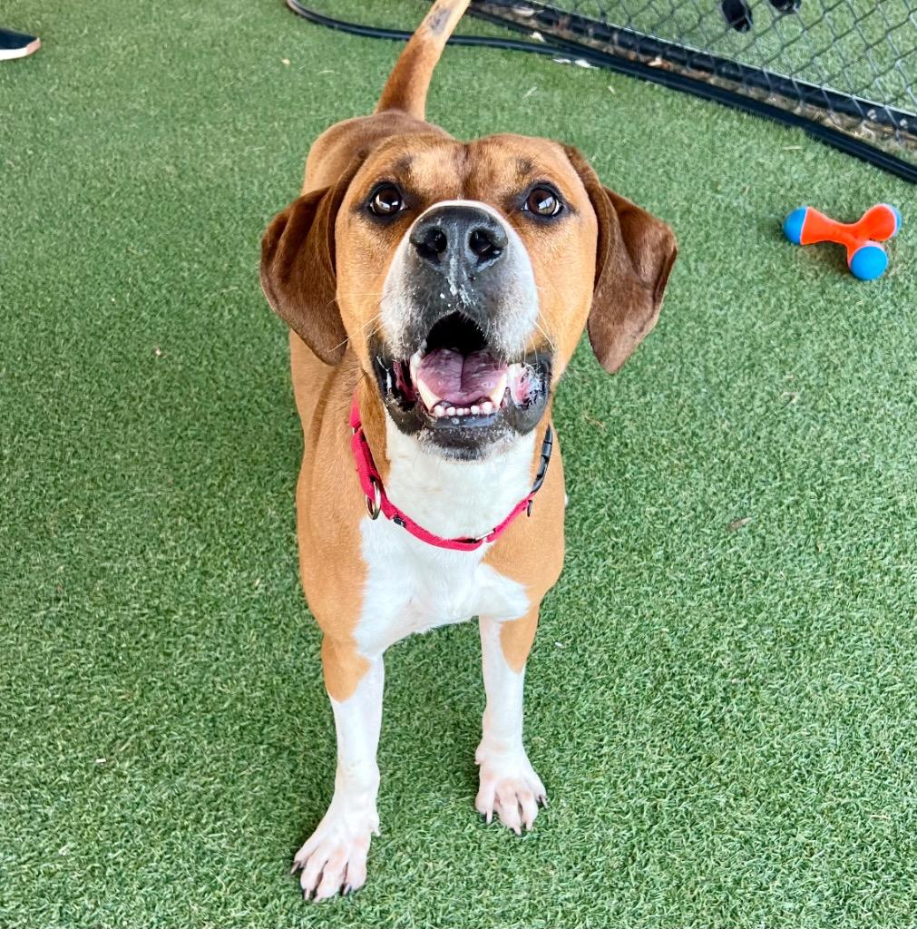 Calvin, Adoptable, Young Male Hound.