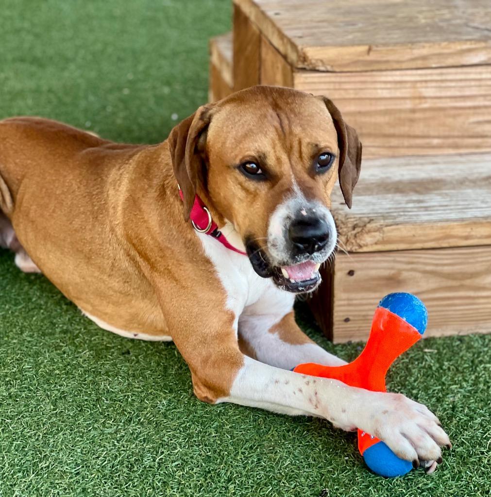 Enlarge Calvin, a Adoptable mixed breed in Columbia, IL image 2/6