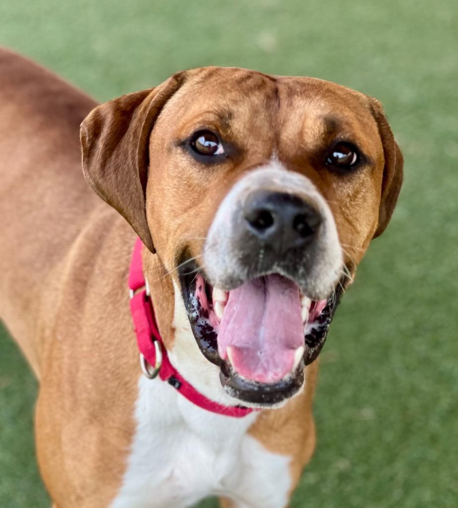 Enlarge Calvin, a Adoptable mixed breed in Columbia, IL image 3/6