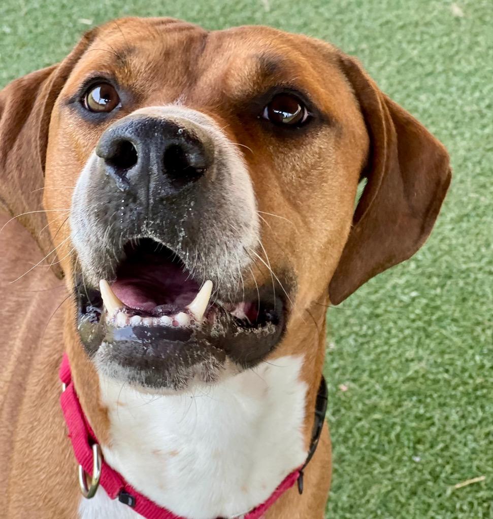 Enlarge Calvin, a Adoptable mixed breed in Columbia, IL image 4/6