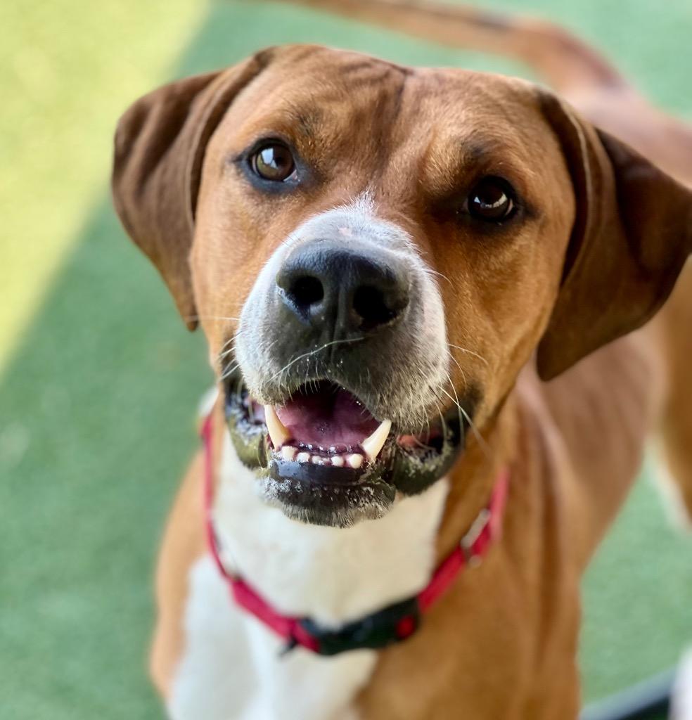 Enlarge Calvin, a Adoptable mixed breed in Columbia, IL image 6/6