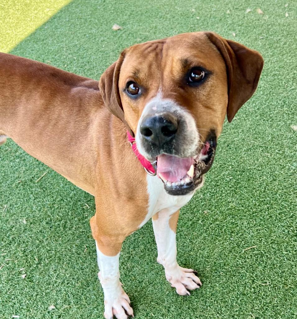 Enlarge Calvin, a Adoptable mixed breed in Columbia, IL image 3/6