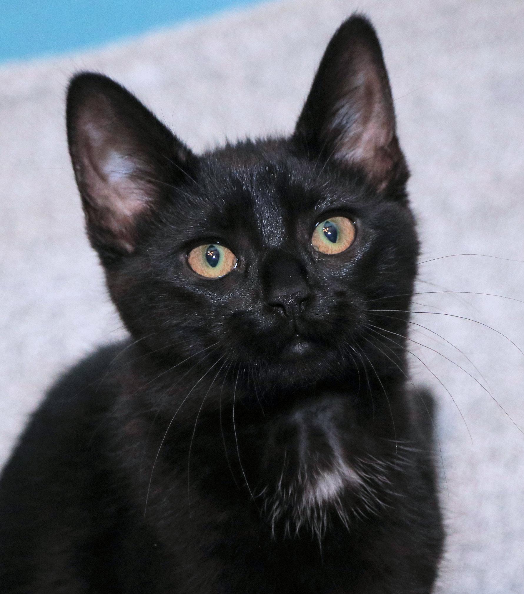 Pecan Sandie, adopted, Kitten Female Domestic Short Hair.