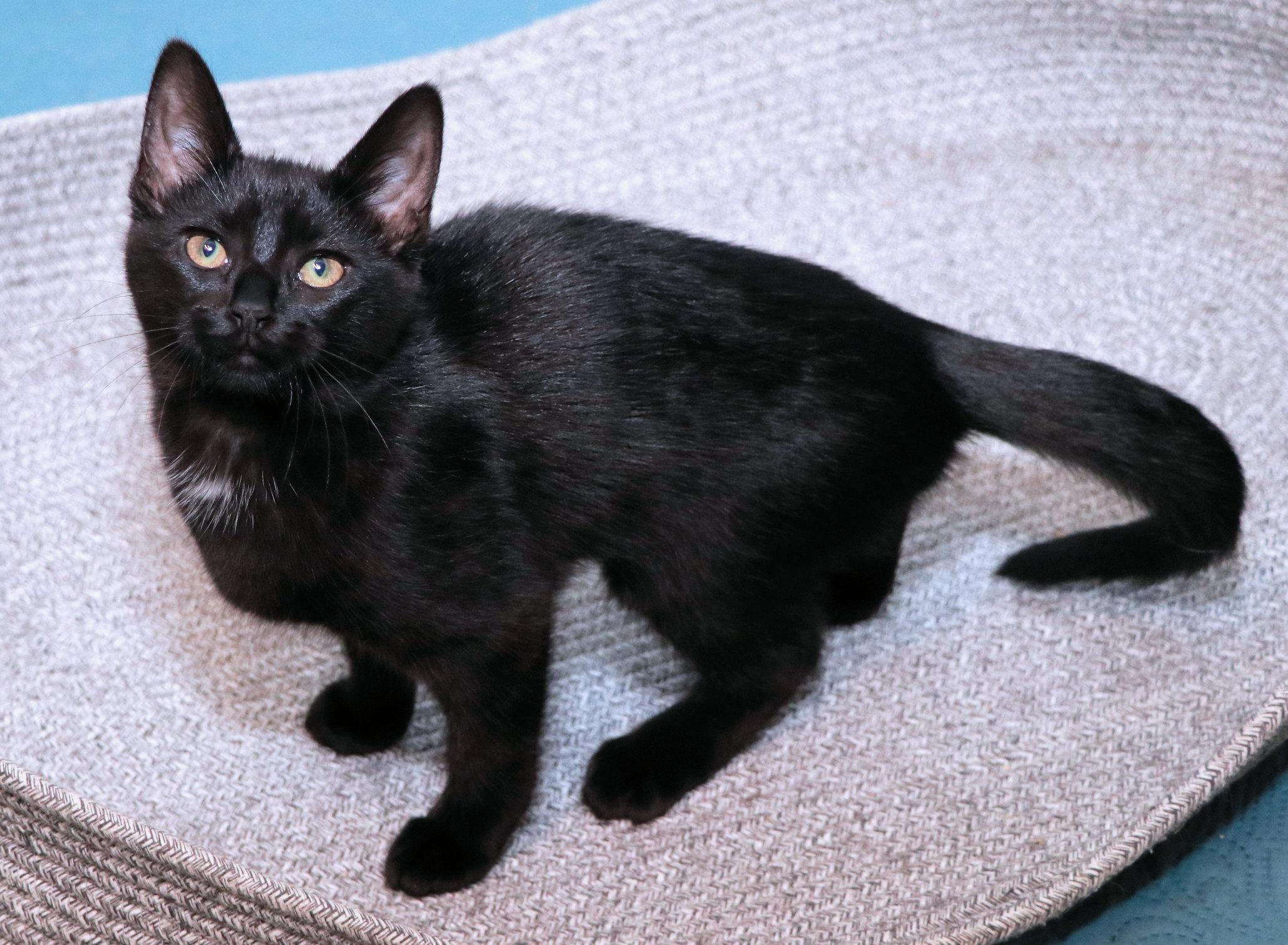 Enlarge Pecan Sandie, an adopted Domestic Short Hair in Cincinnati, OH image 2/2