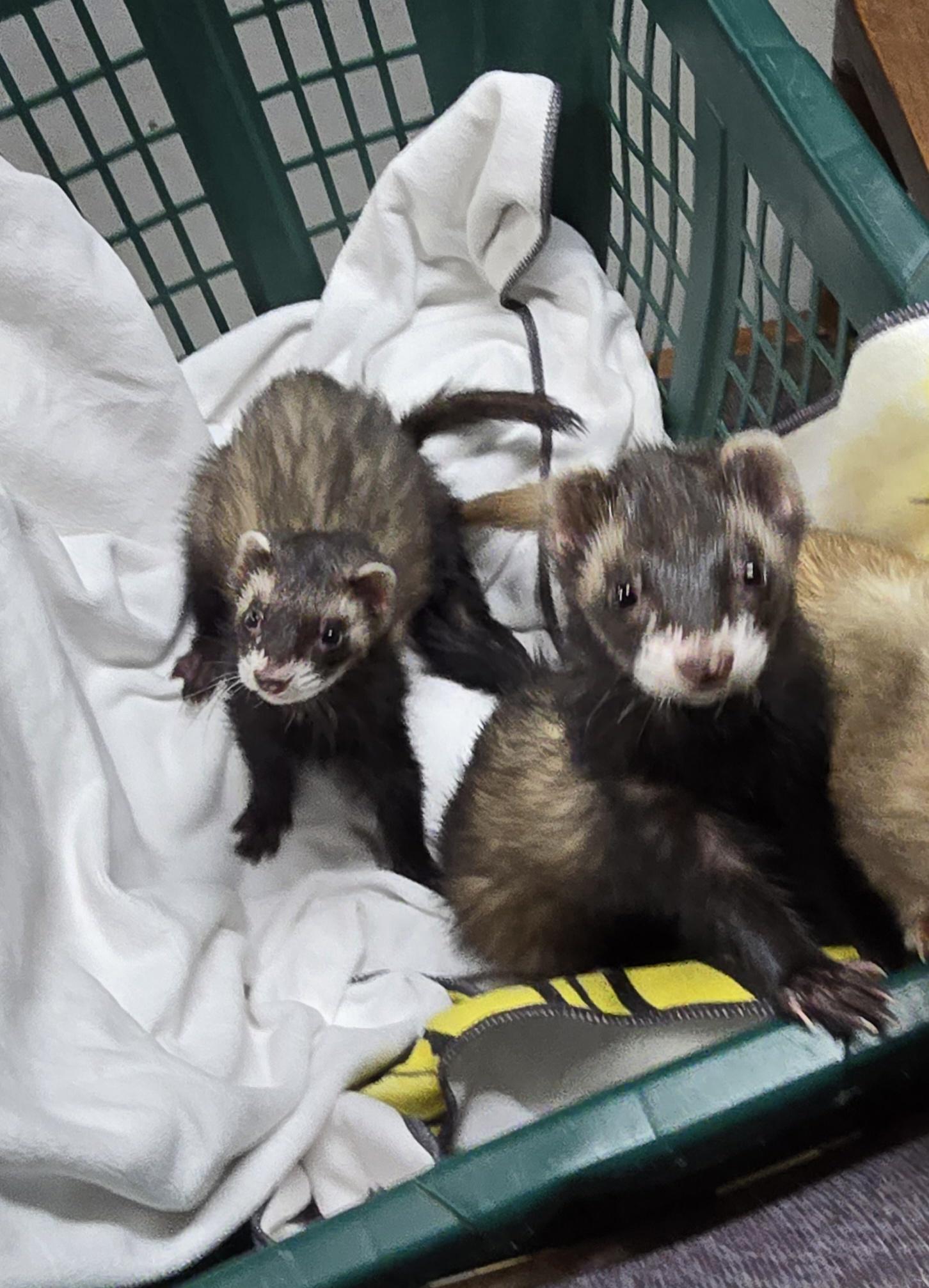Osirus Finn Chungus and Bean, Adoptable, Senior Male Ferret.