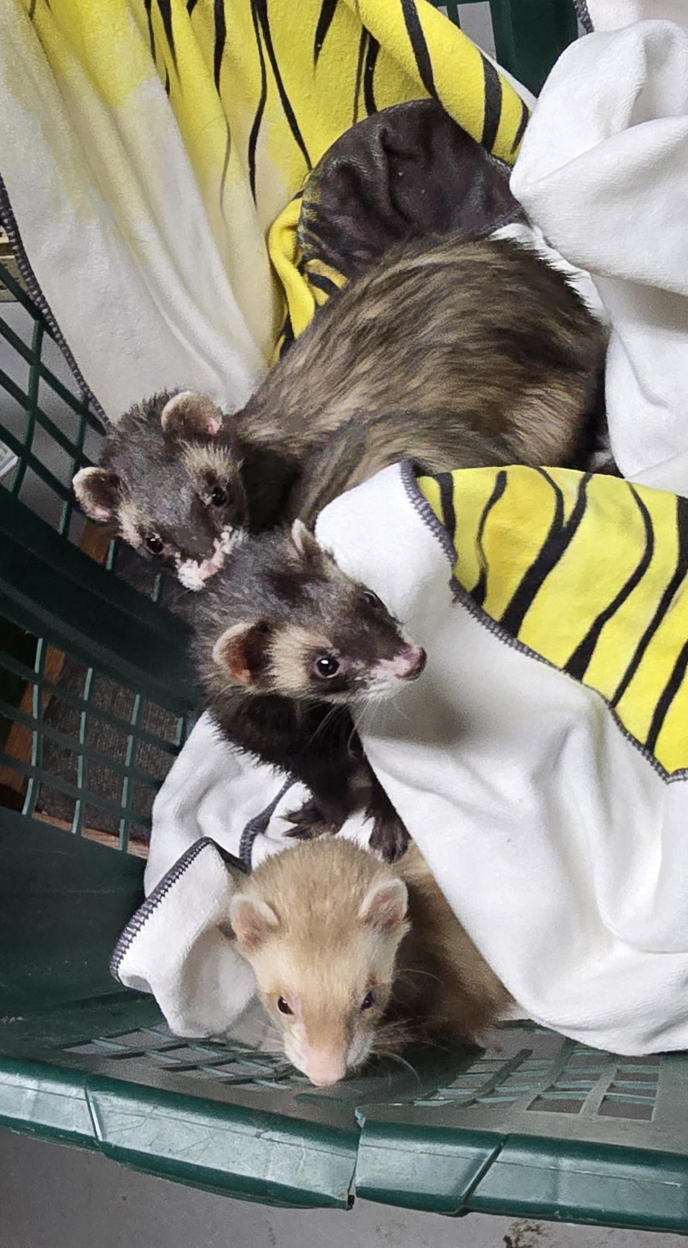 Osirus Finn Chungus and Bean, a Adoptable Ferret in Randolph, NJ image 3/5