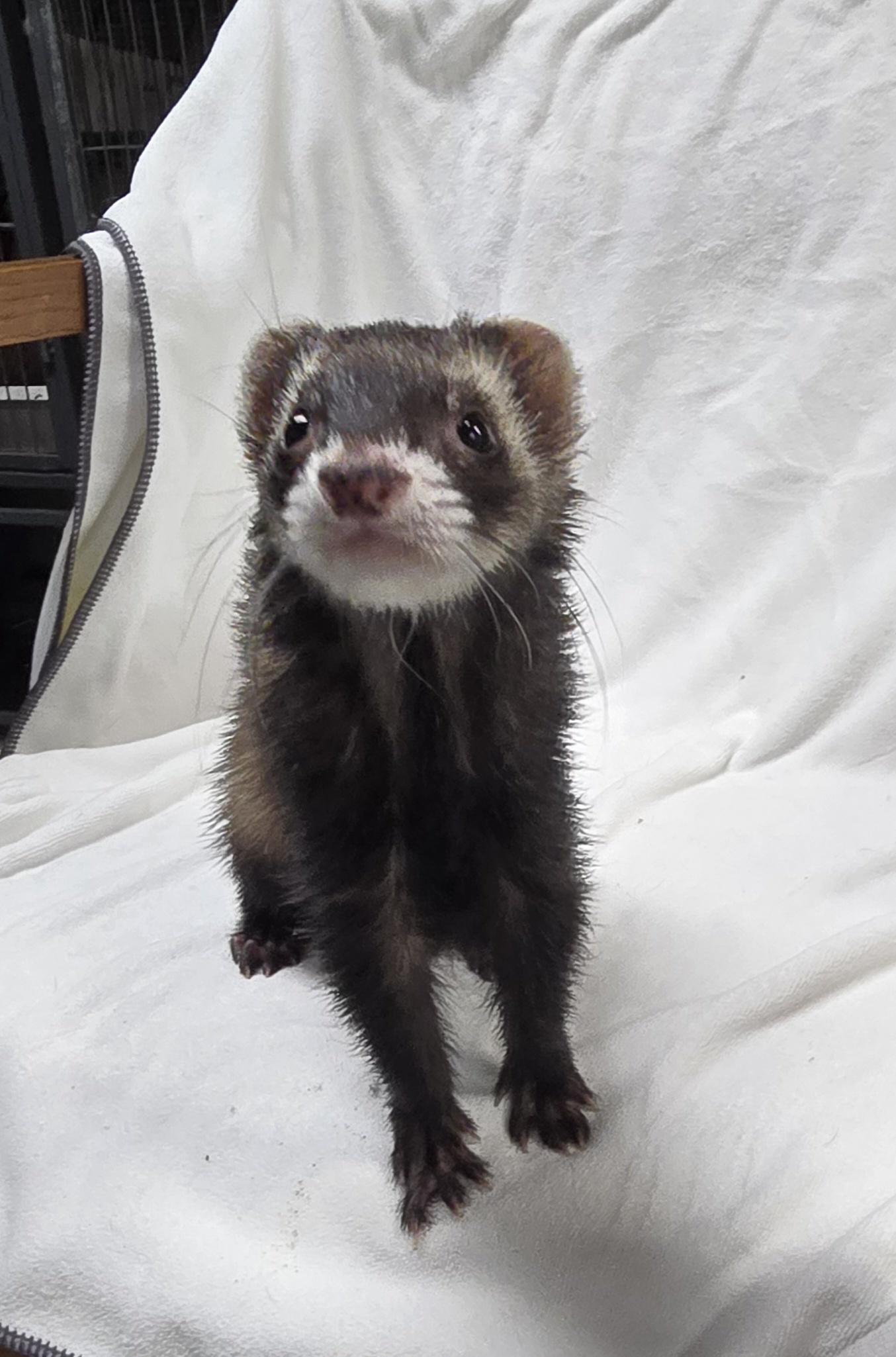 Osirus Finn Chungus and Bean, Adoptable, Senior Male Ferret.