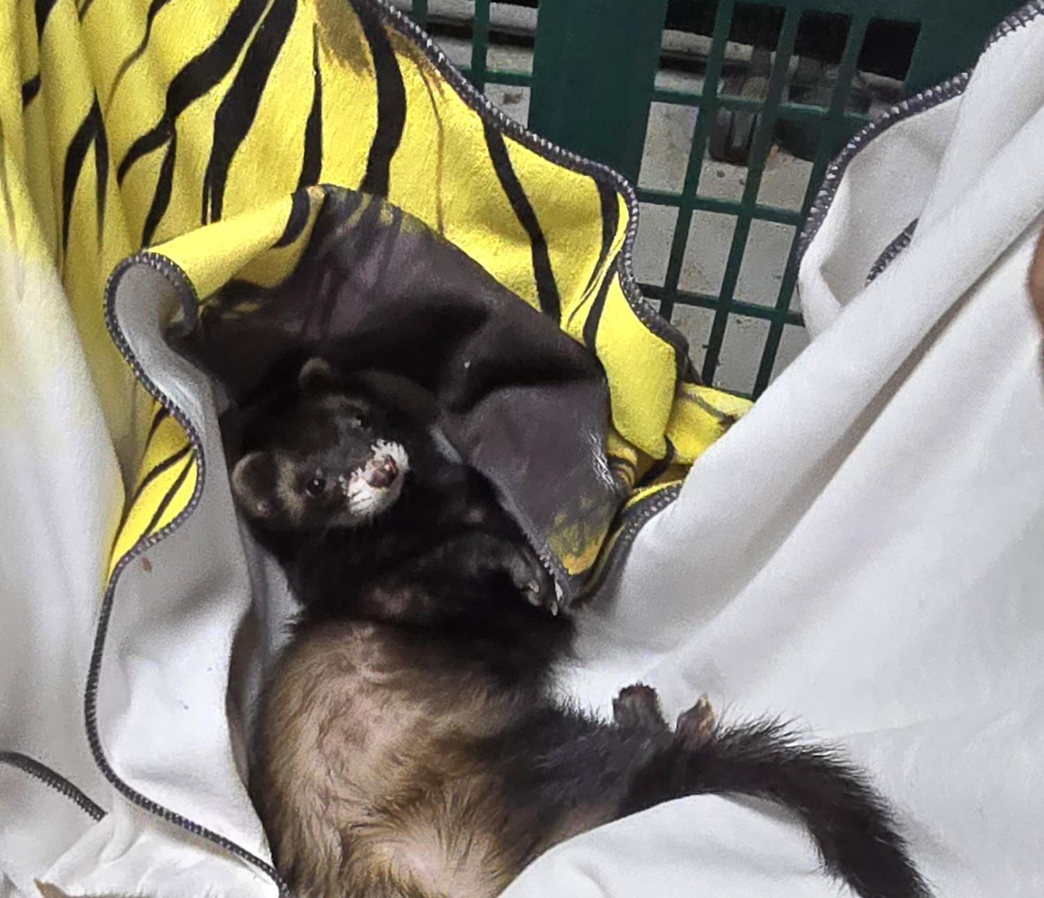 Osirus Finn Chungus and Bean, a Adoptable Ferret in Randolph, NJ image 5/5