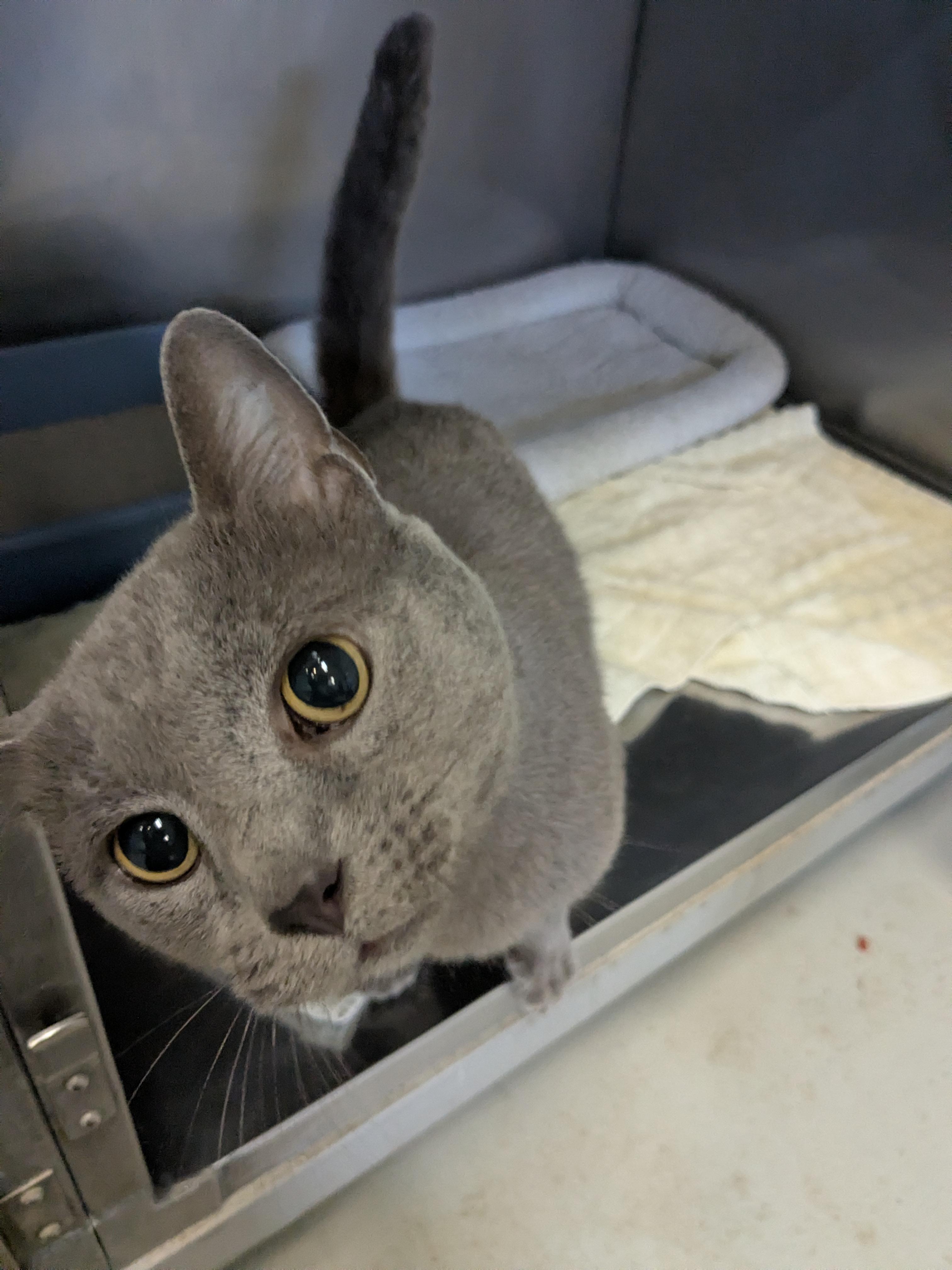 Texas Ranger, Adoptable, Senior Male Domestic Short Hair.