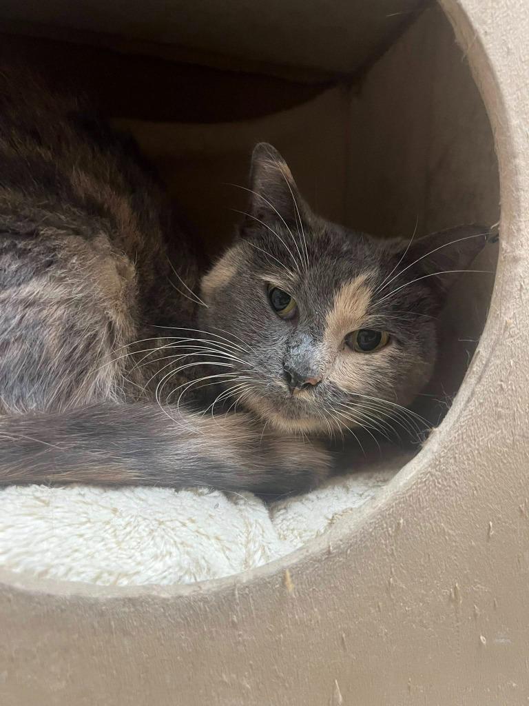 Butterscotch, Adoptable, Senior Female Domestic Short Hair.