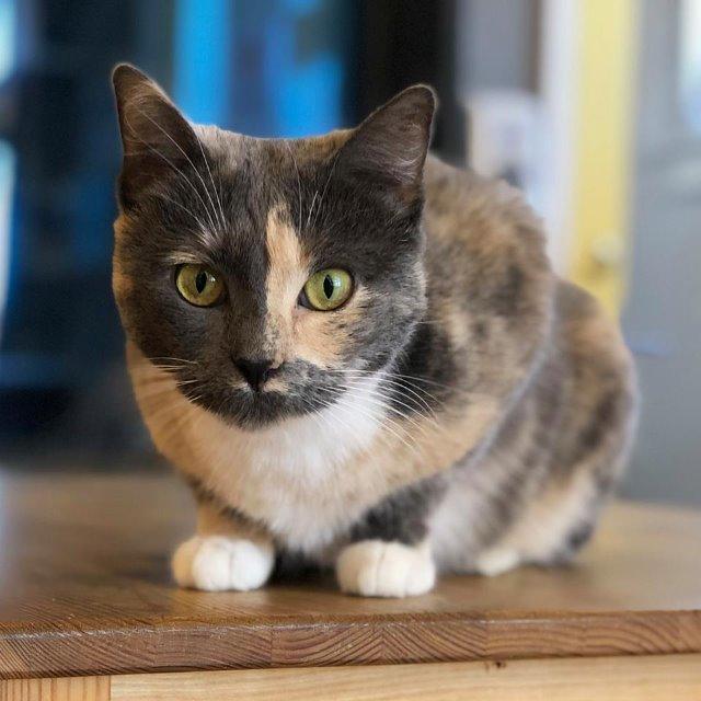 Enlarge Butterscotch, a Adoptable mixed breed in St. Louis, MO image 1/2