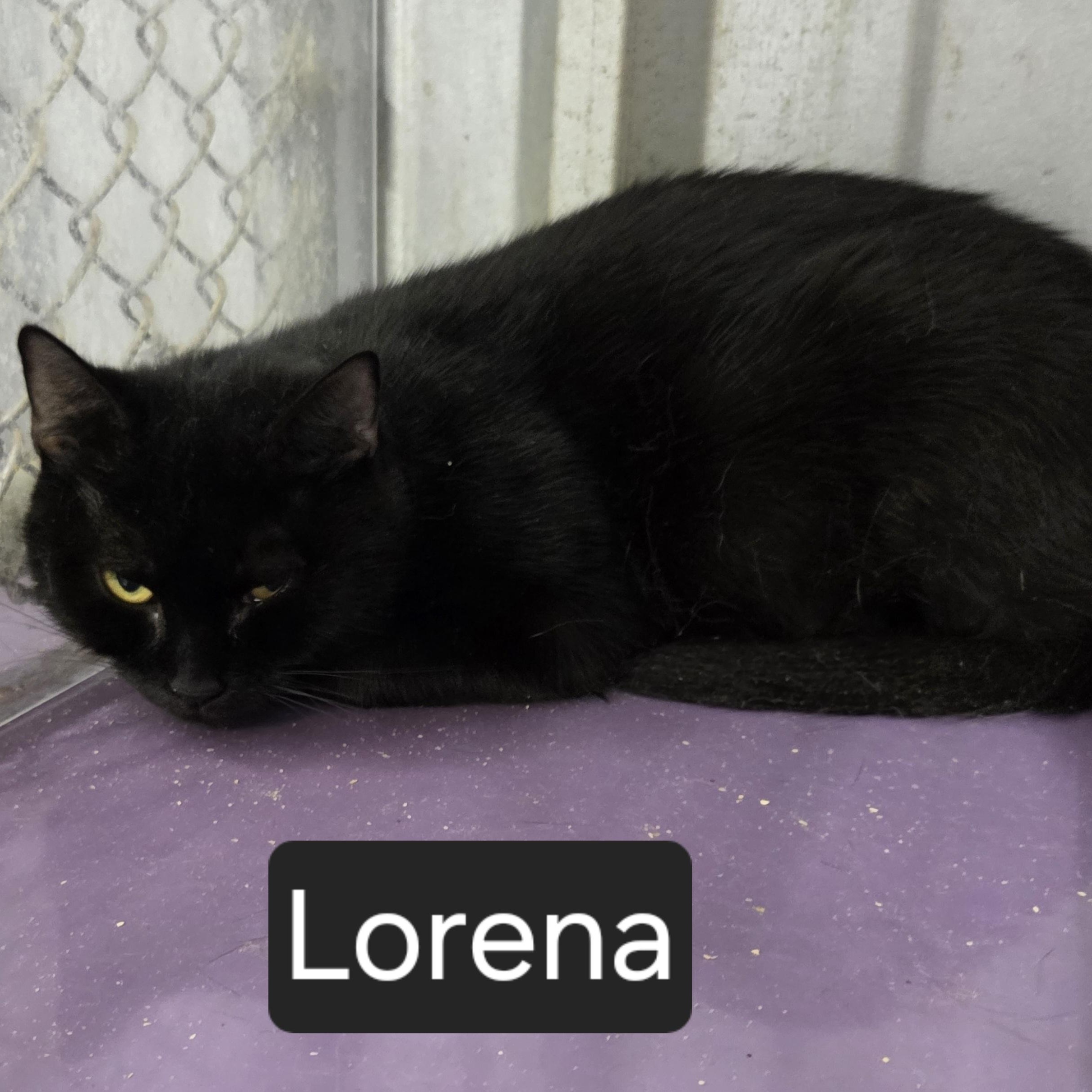 Enlarge Lorena, a Adoptable Domestic Short Hair in Snow Hill, NC image 1/1