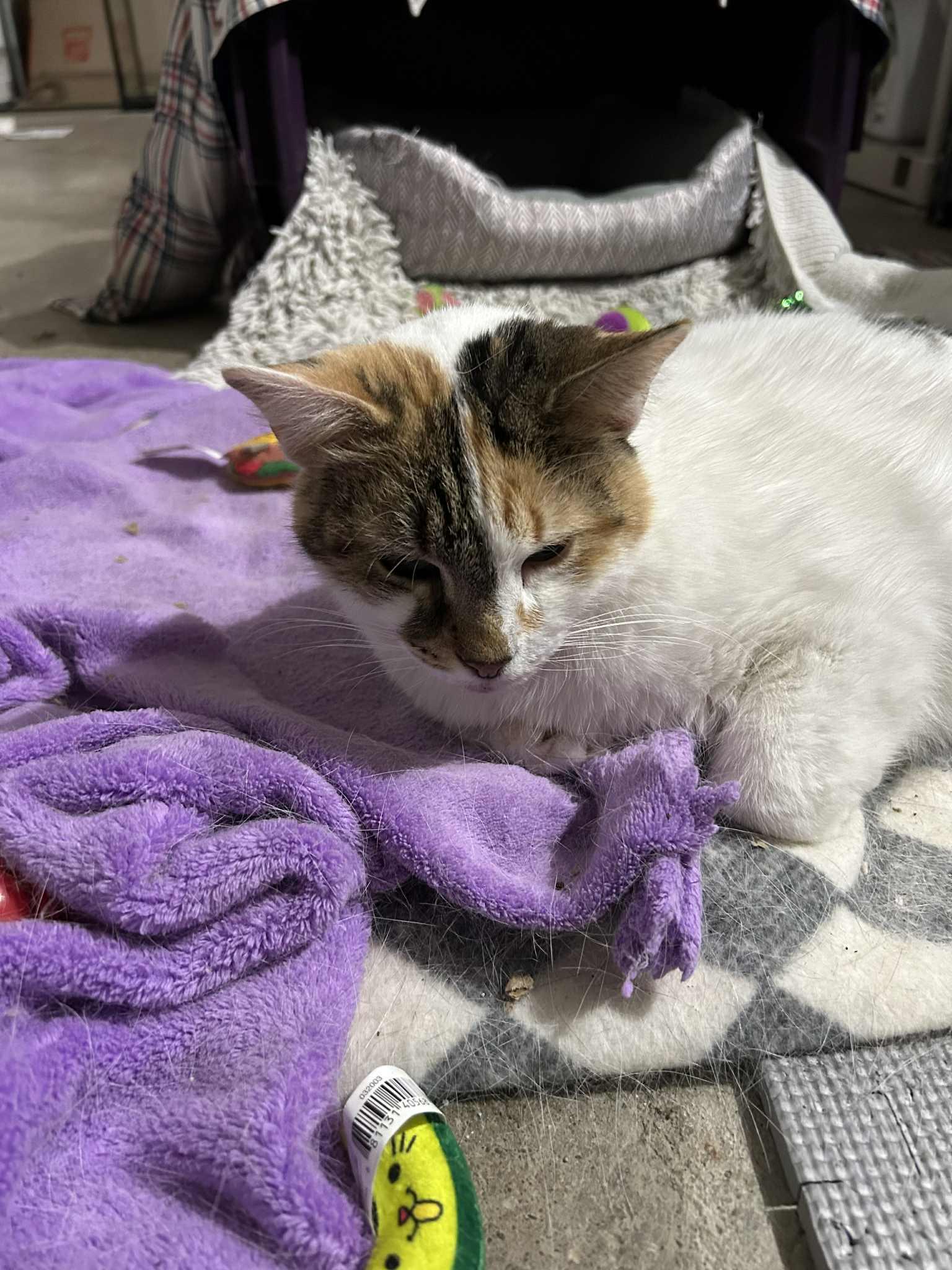 Whiskers thumbnail 2