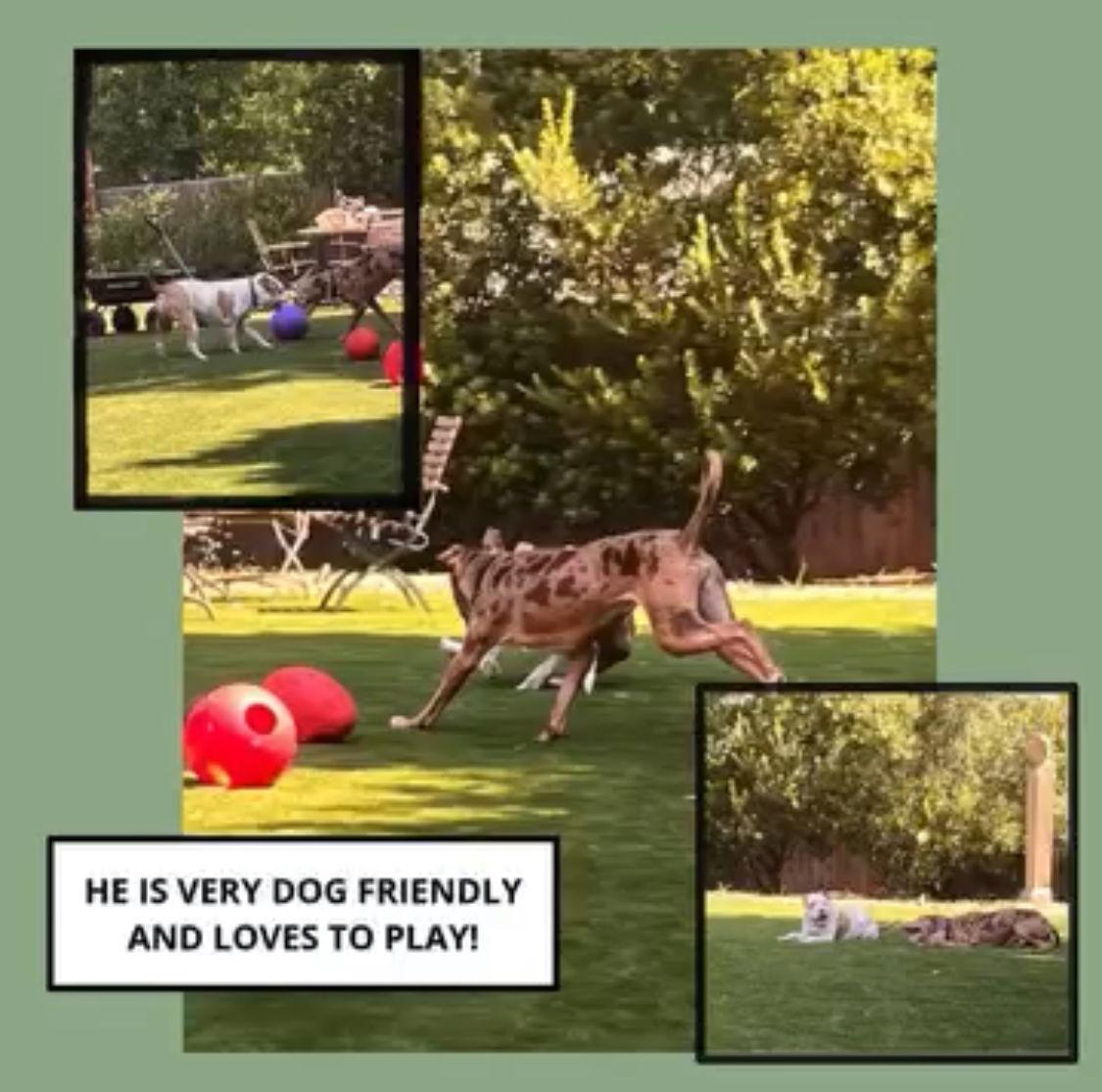 Woody, Adoptable, Adult Male Catahoula Leopard Dog.