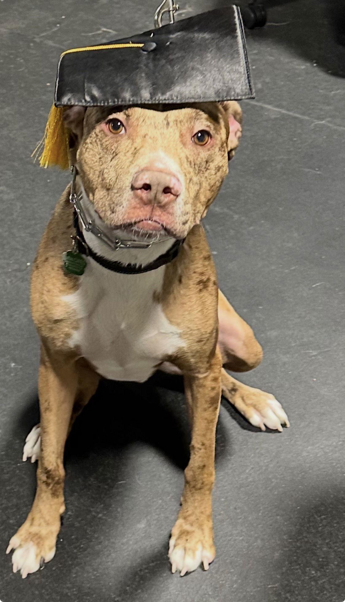 Woody, Adoptable, Adult Male Catahoula Leopard Dog.