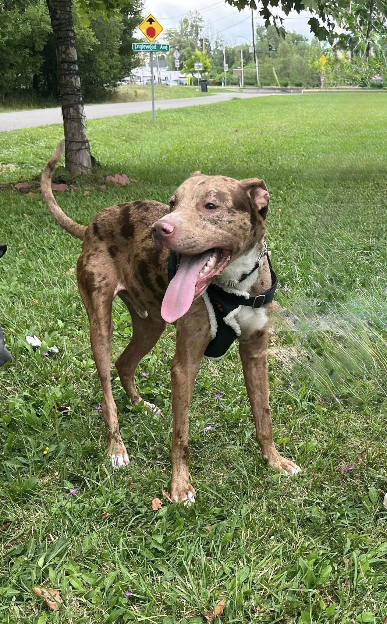 Woody, a Adoptable Catahoula Leopard Dog in Tonawanda, NY image 3/3