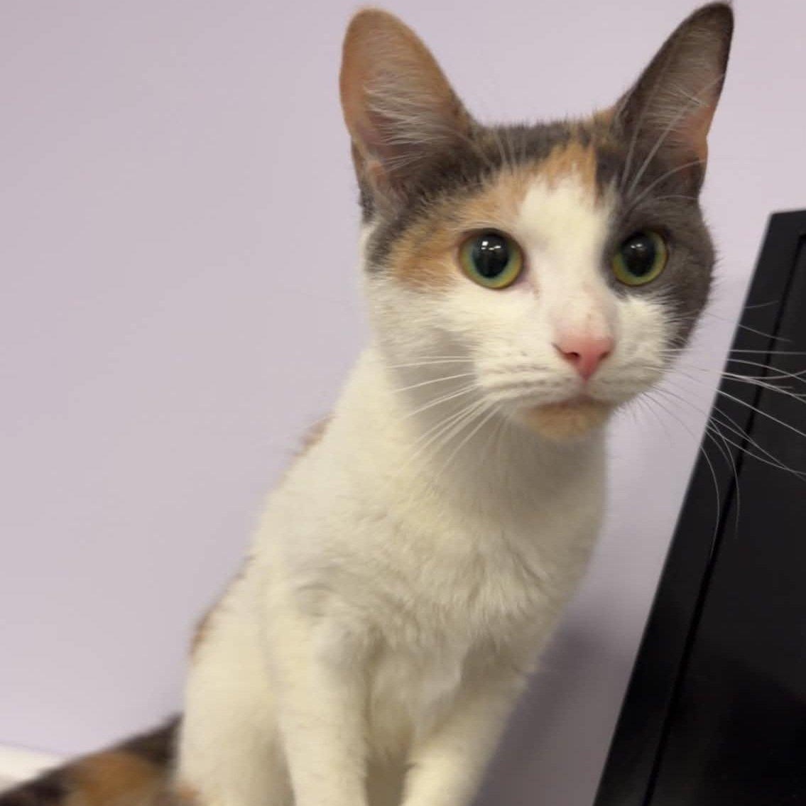 Enlarge Marmalade, Very Pretty Kitty, a Adopted Domestic Short Hair in Meriden, CT image 2/6