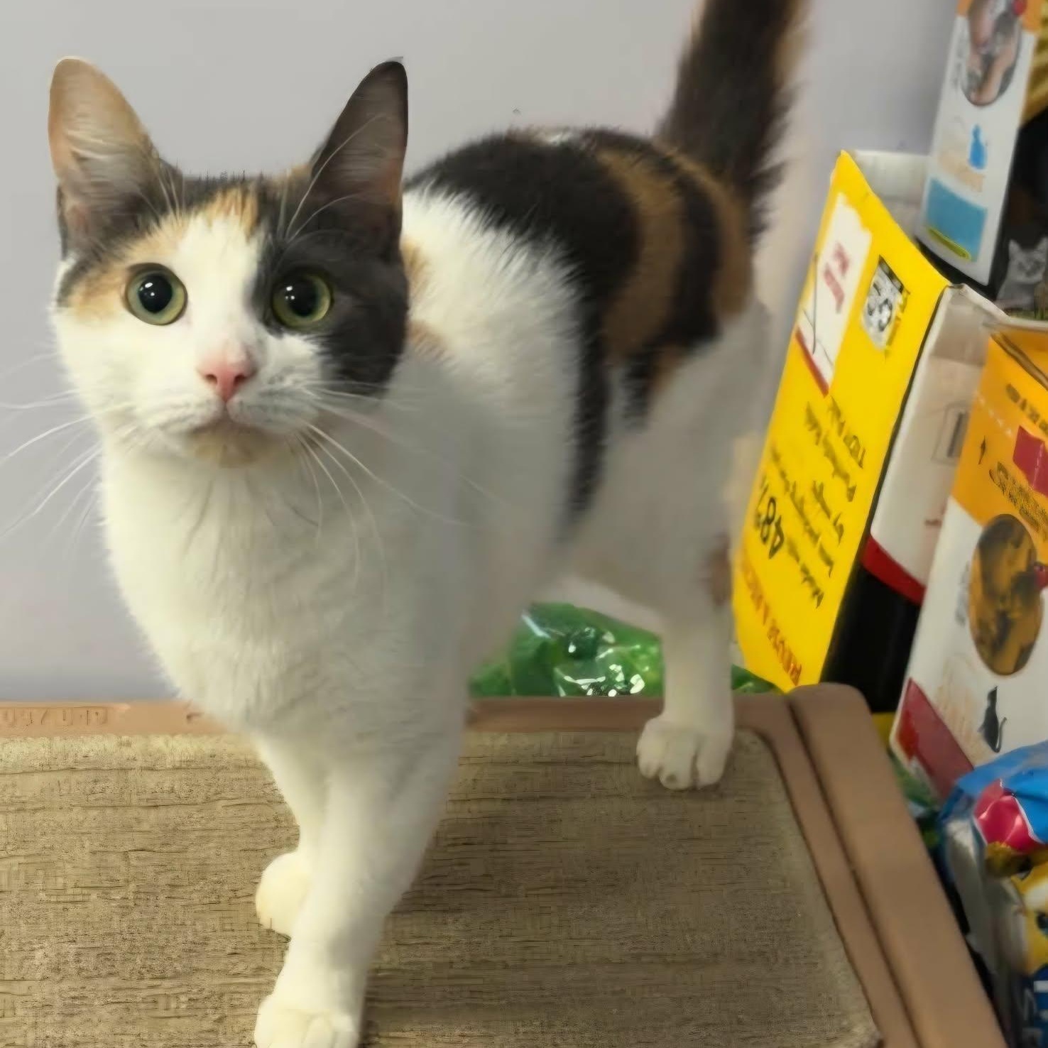 Enlarge Marmalade, Very Pretty Kitty, a Adopted Domestic Short Hair in Meriden, CT image 3/6