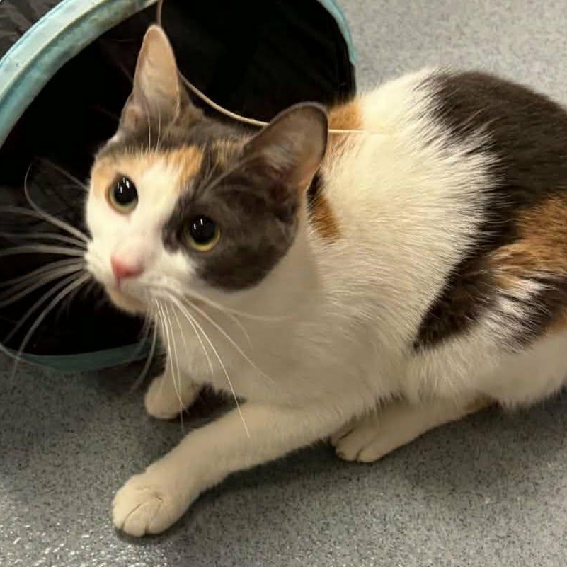 Enlarge Marmalade, Very Pretty Kitty, a Adopted Domestic Short Hair in Meriden, CT image 6/6