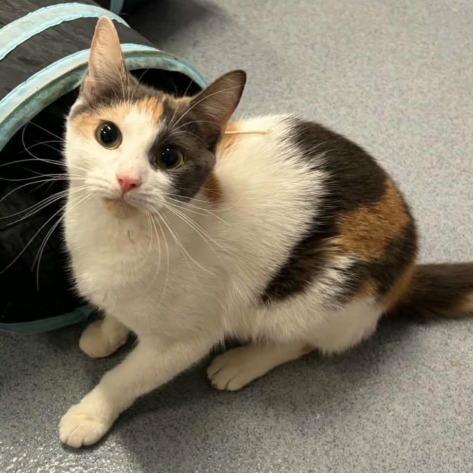 Marmalade, Very Pretty Kitty, Adopted, Young Female Domestic Short Hair.