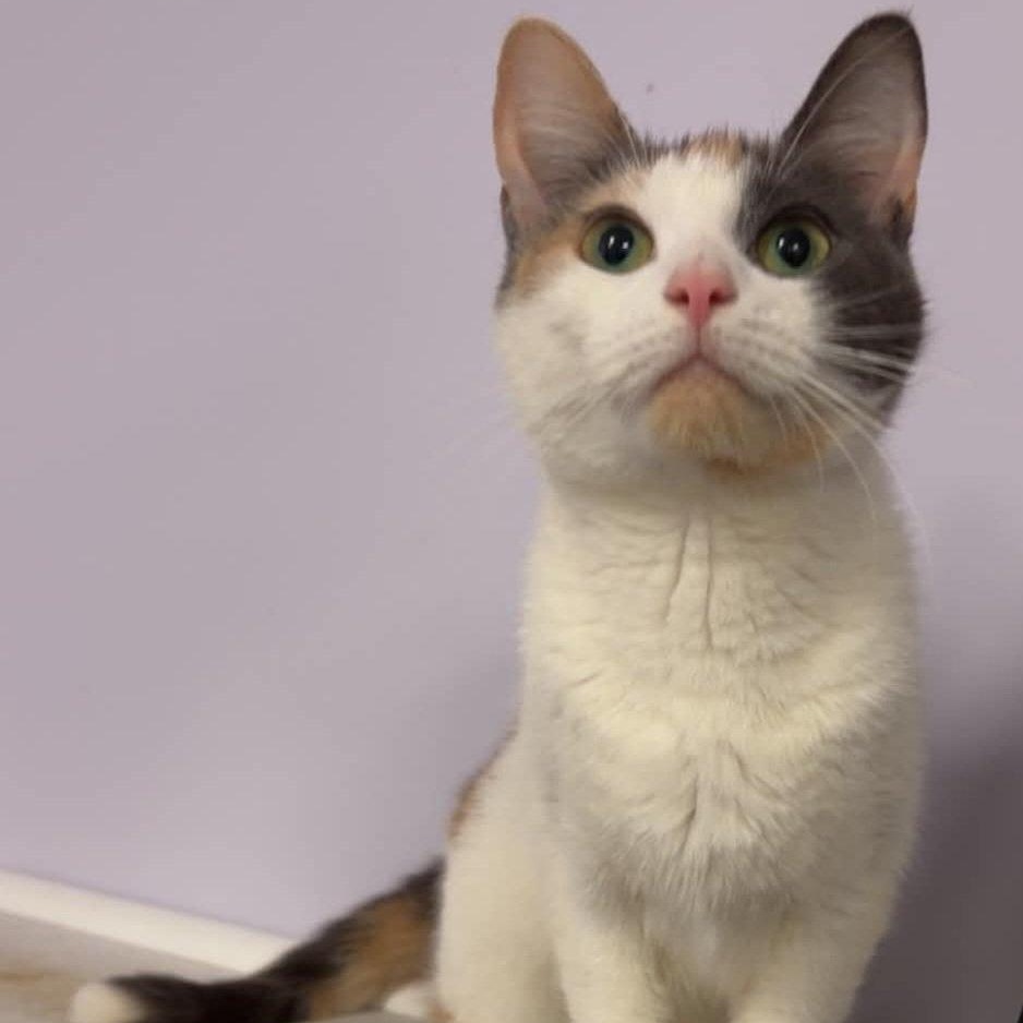Enlarge Marmalade, Very Pretty Kitty, a Adopted Domestic Short Hair in Meriden, CT image 5/6