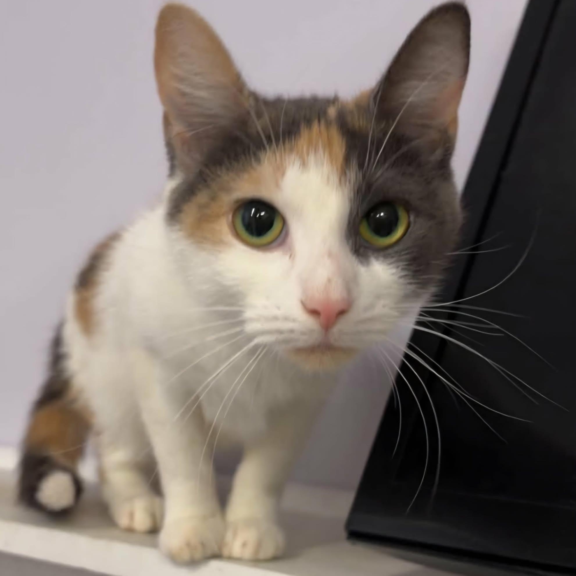 Enlarge Marmalade, Very Pretty Kitty, a Adopted Domestic Short Hair in Meriden, CT image 4/6