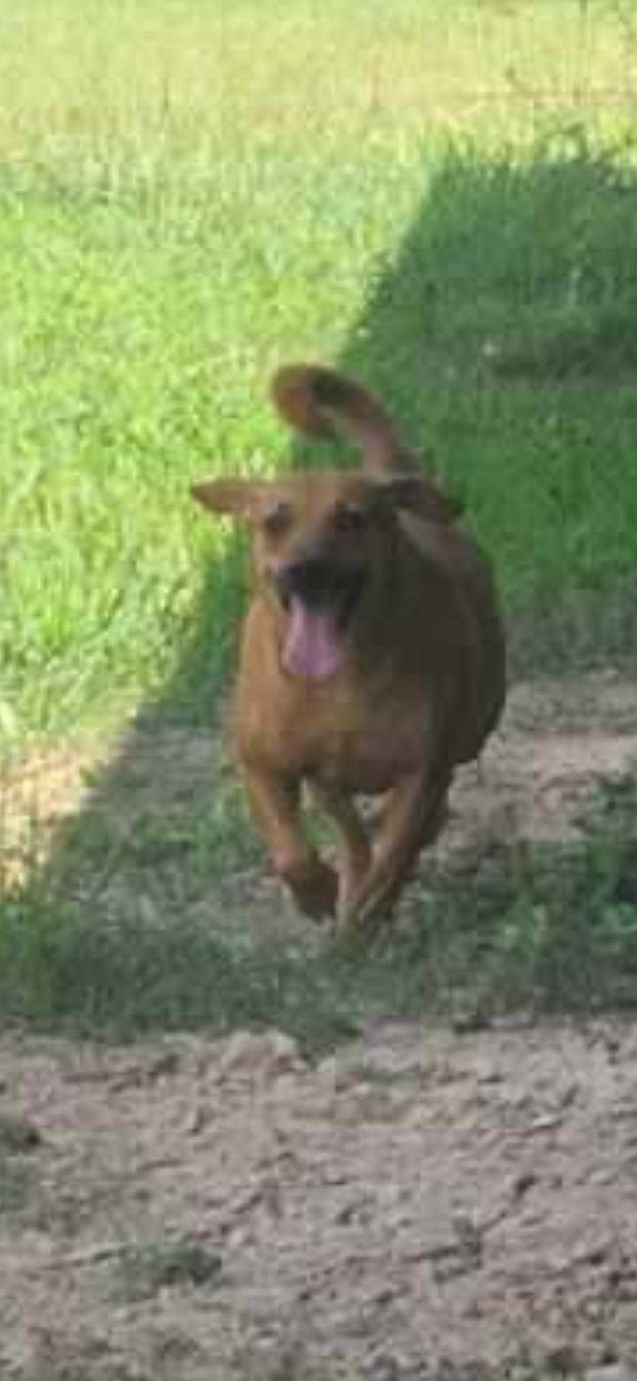 Enlarge Puppers, an adopted Terrier in Bronson, TX image 1/4