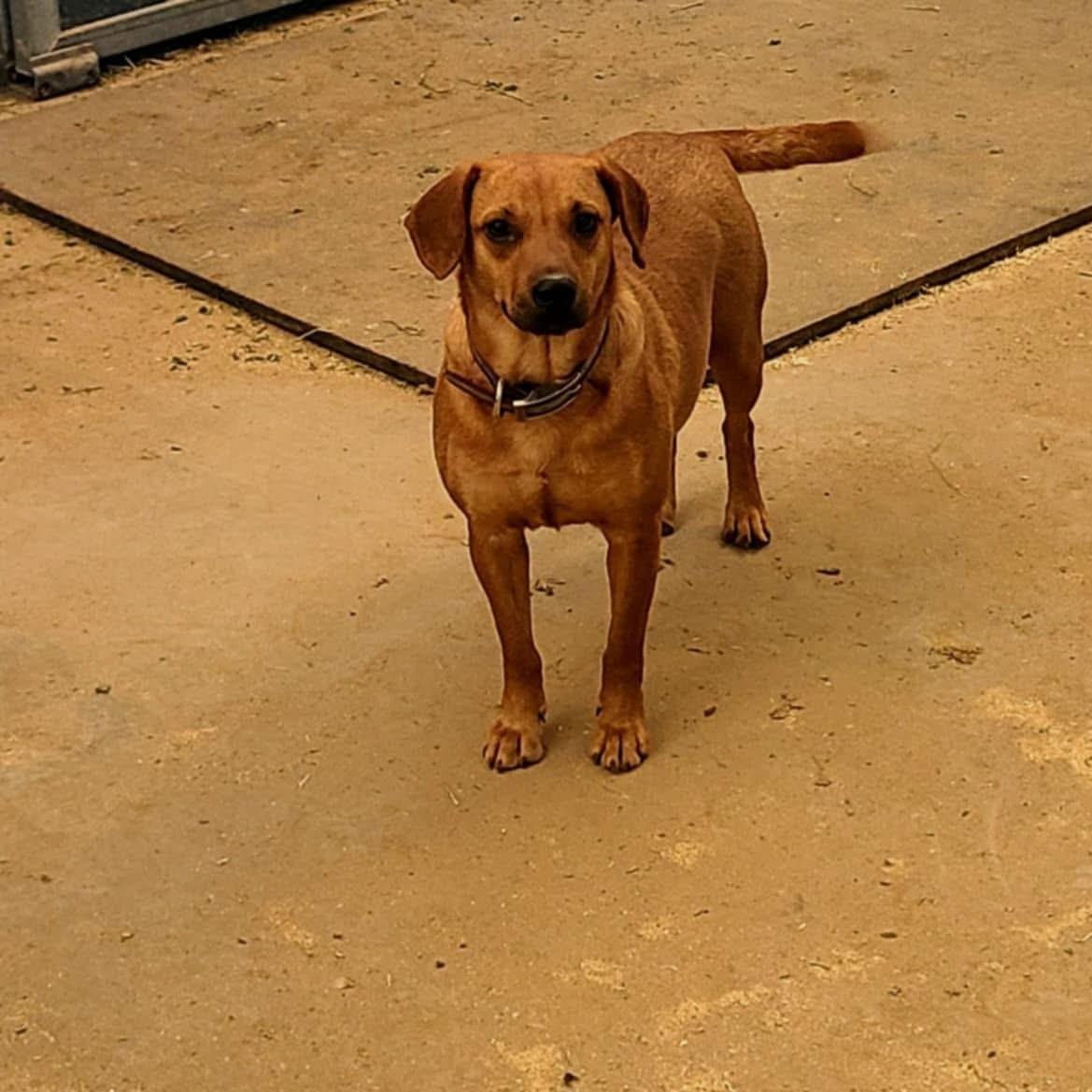 Enlarge Puppers, an adopted Terrier in Bronson, TX image 2/4