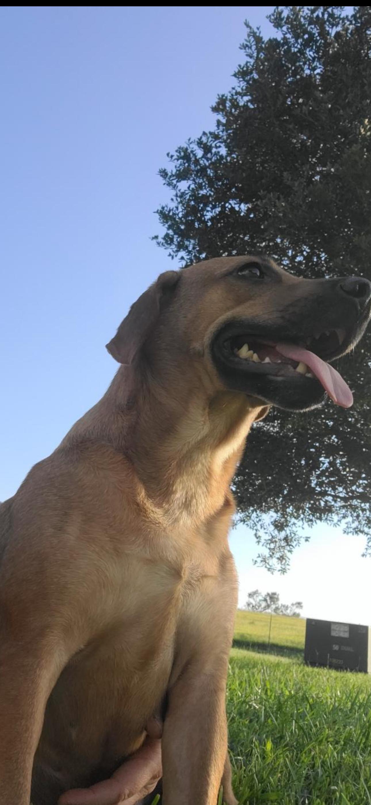 Enlarge Puppers, an adopted Terrier in Bronson, TX image 3/4