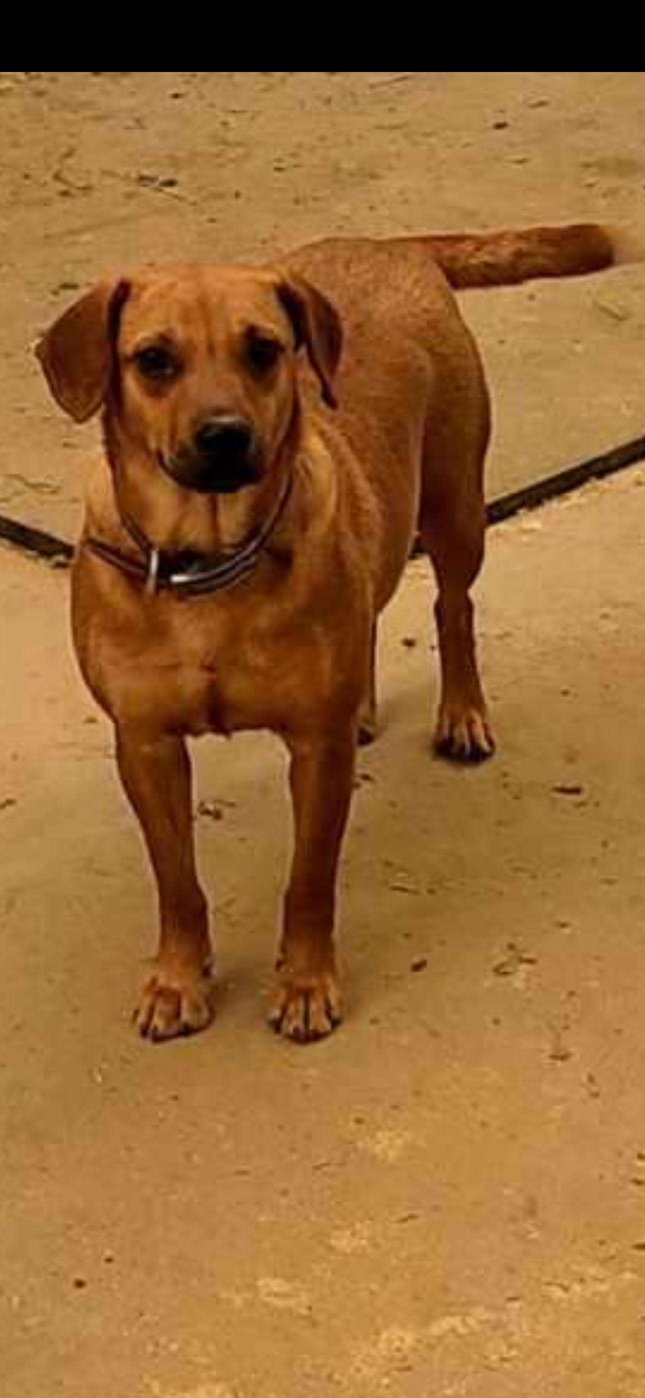 Enlarge Puppers, an adopted Terrier in Bronson, TX image 4/4