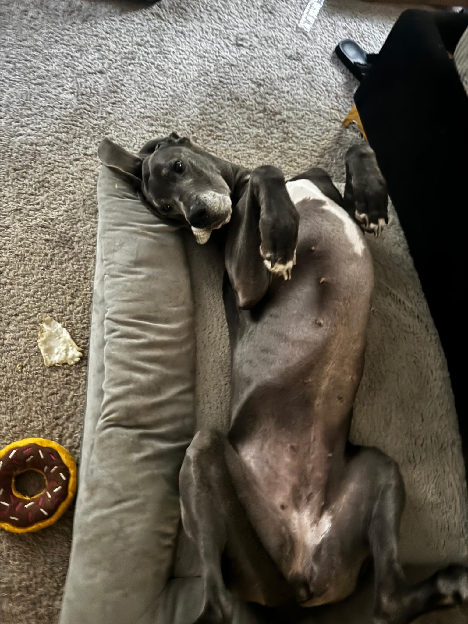 Rose, Adoptable, Adult Female Great Dane.