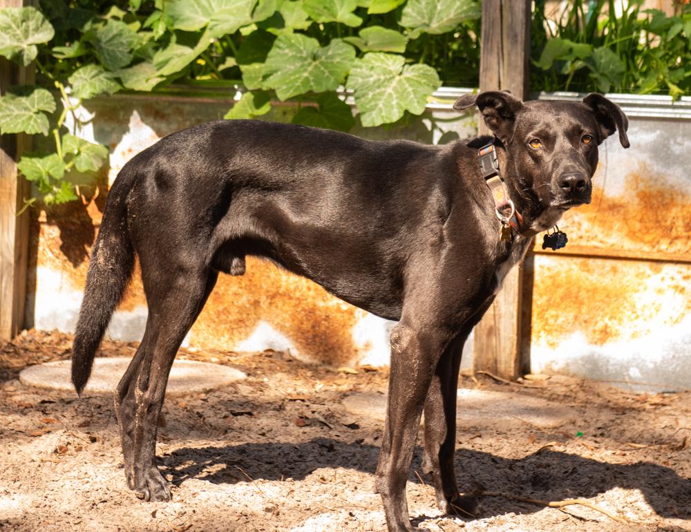 Enlarge Canuck, a Adoptable mixed breed in Winter Garden, FL image 1/3
