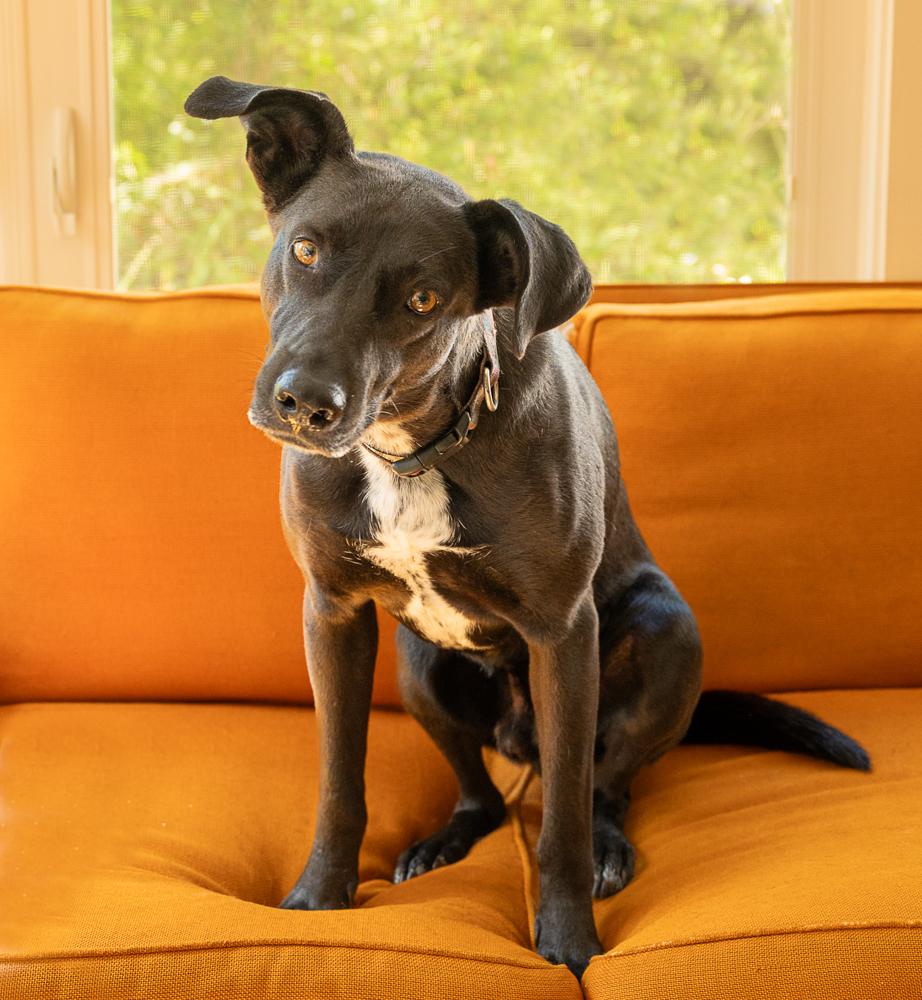 Enlarge Canuck, a Adoptable mixed breed in Winter Garden, FL image 3/3