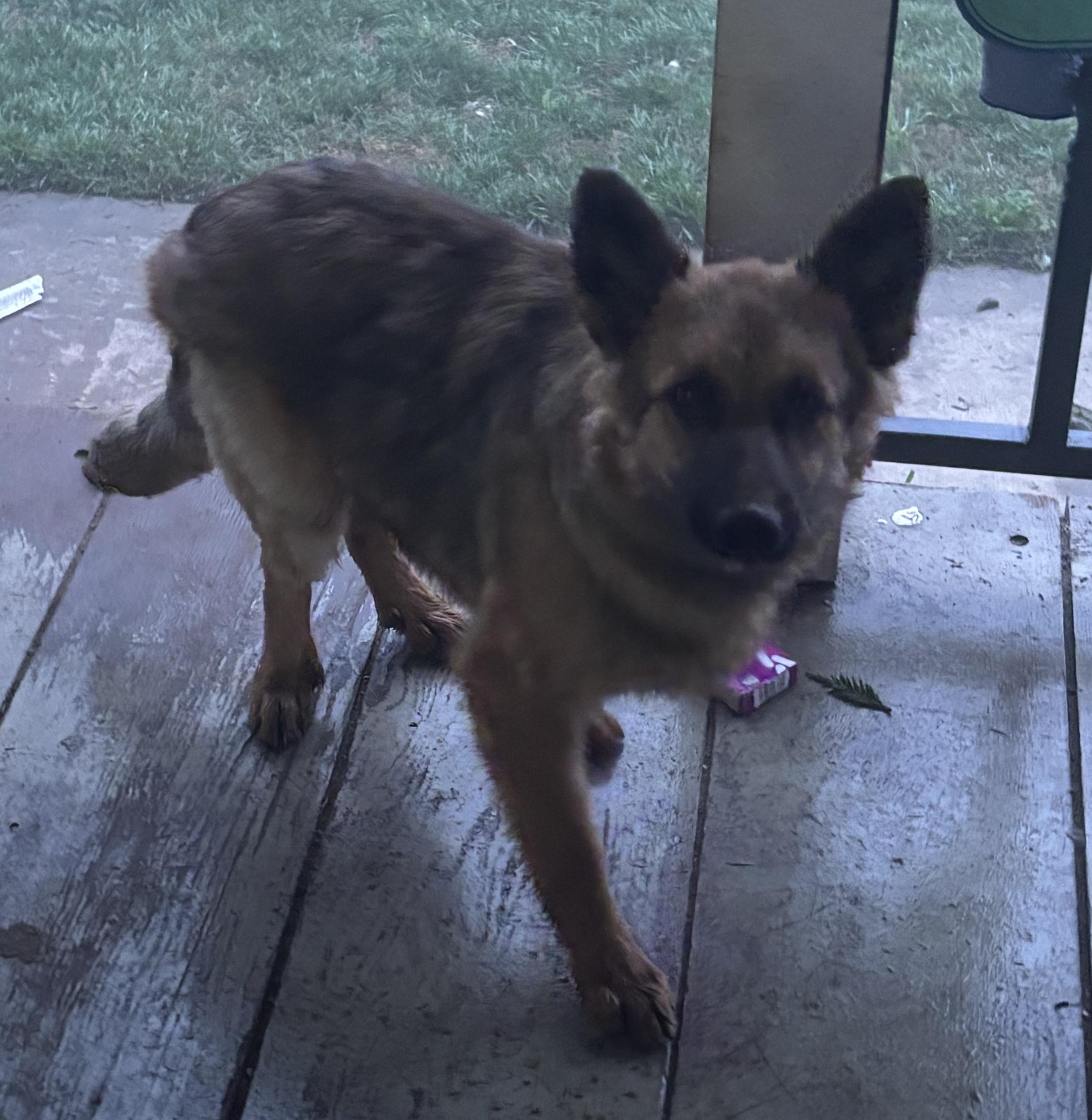 Enlarge Benji, a Adoptable mixed breed in Atwater, CA image 1/1