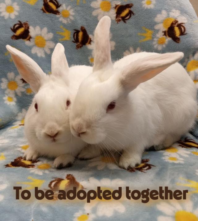 CHOLULA, Adoptable, Baby Female Bunny Rabbit.