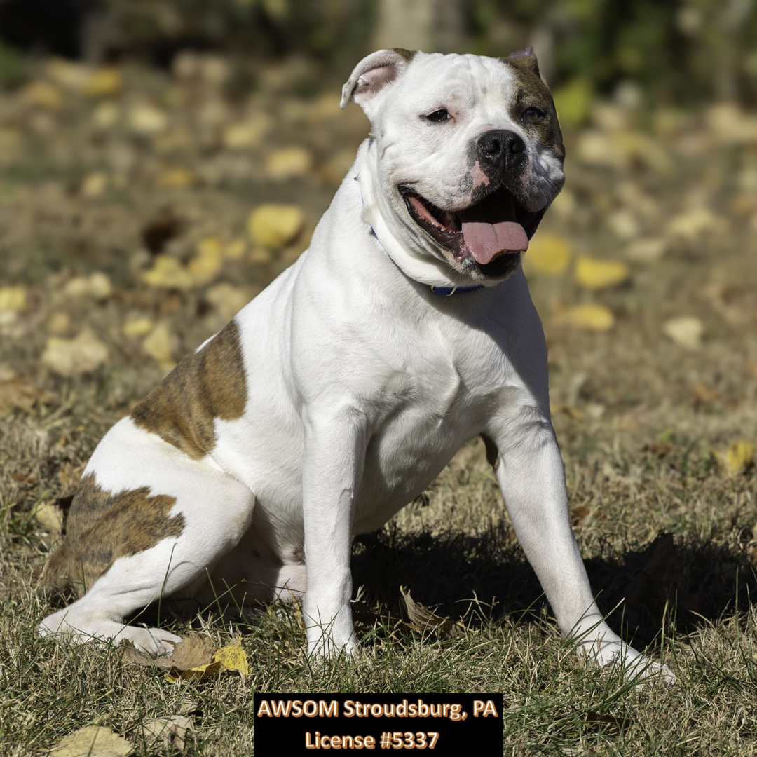 Sargeant, a Adoptable mixed breed in Stroudsburg, PA image 2/3