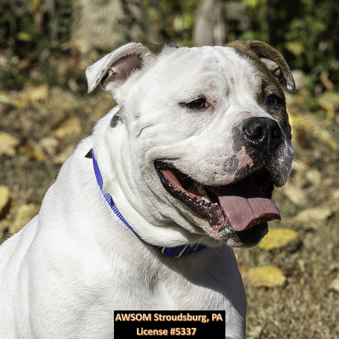 Sargeant, a Adoptable mixed breed in Stroudsburg, PA image 3/3
