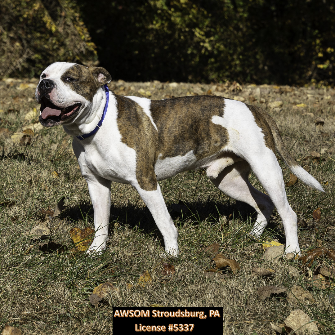 Sargeant, a Adoptable mixed breed in Stroudsburg, PA image 1/3
