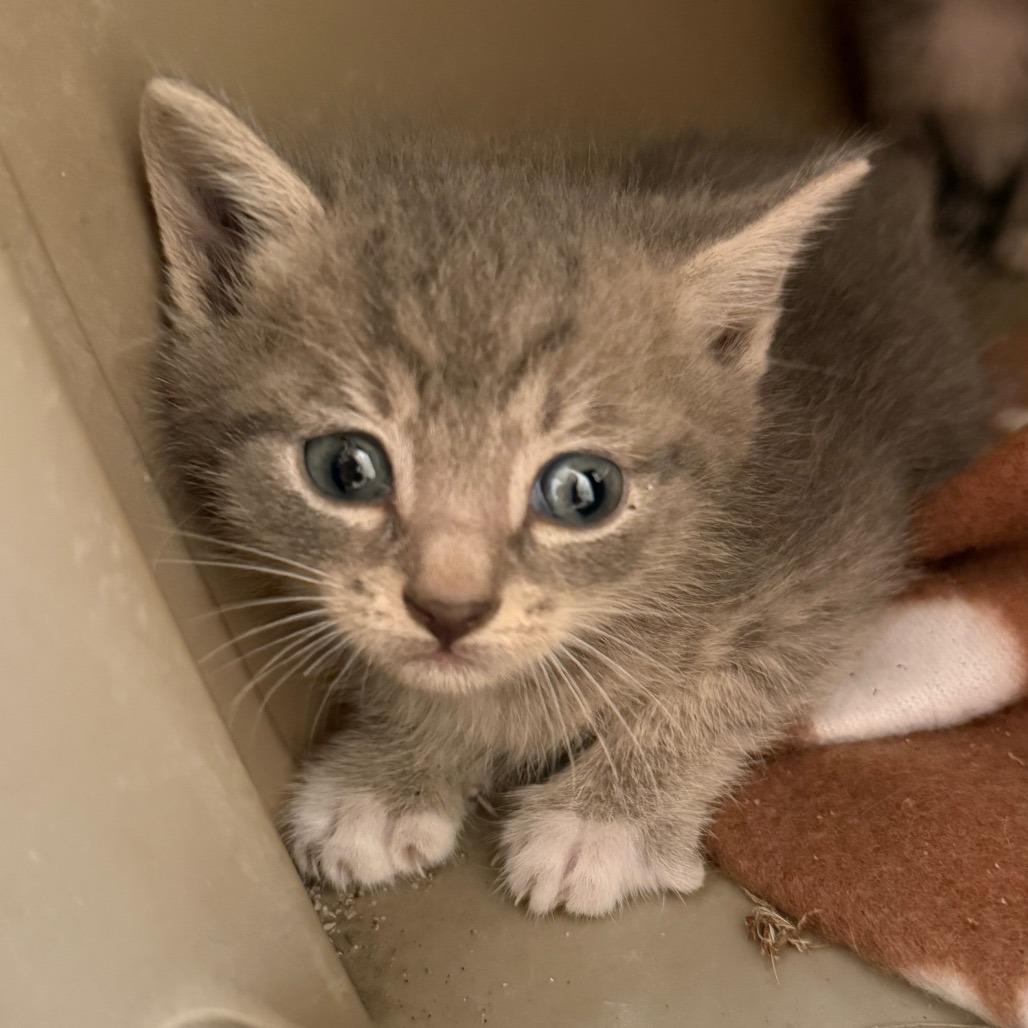 Enlarge Ozzie, a Adoptable Domestic Short Hair in Jupiter, FL image 2/6