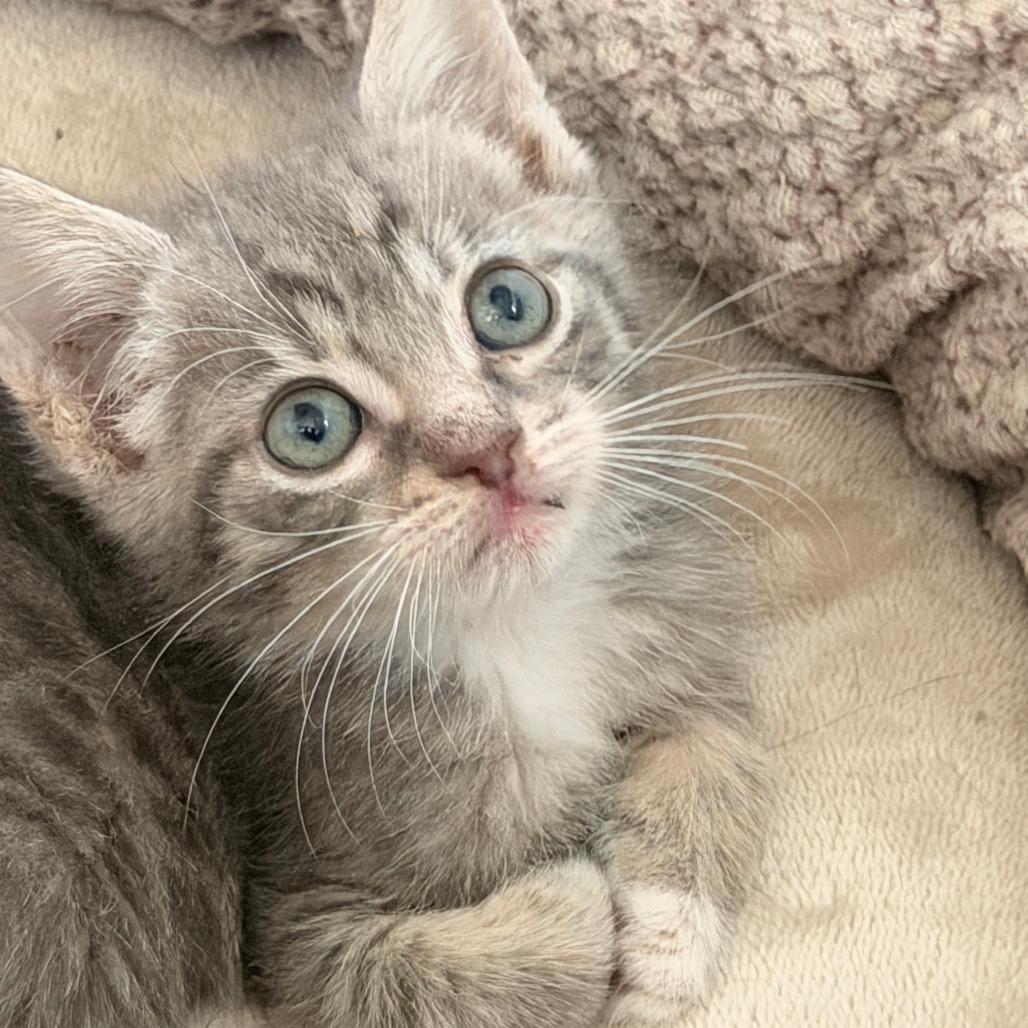 Enlarge Ozzie, a Adoptable Domestic Short Hair in Jupiter, FL image 3/6