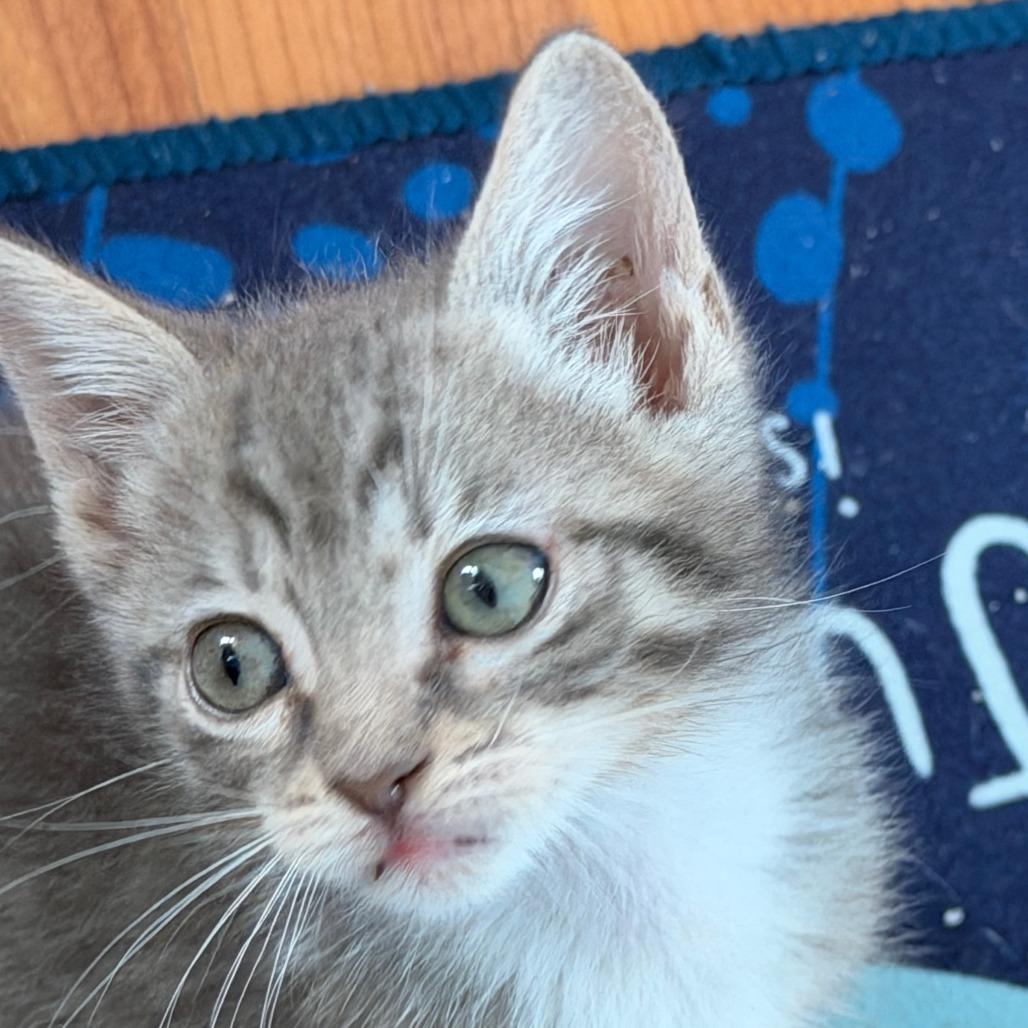 Enlarge Ozzie, a Adoptable Domestic Short Hair in Jupiter, FL image 6/6