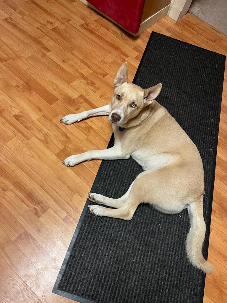 River, Adopted, Young Female Siberian Husky.