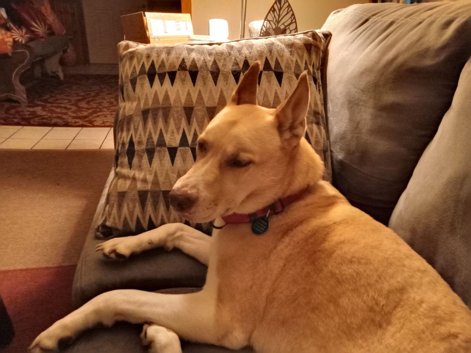 Enlarge River, a Adopted Siberian Husky in LIVERPOOL, NY image 2/3