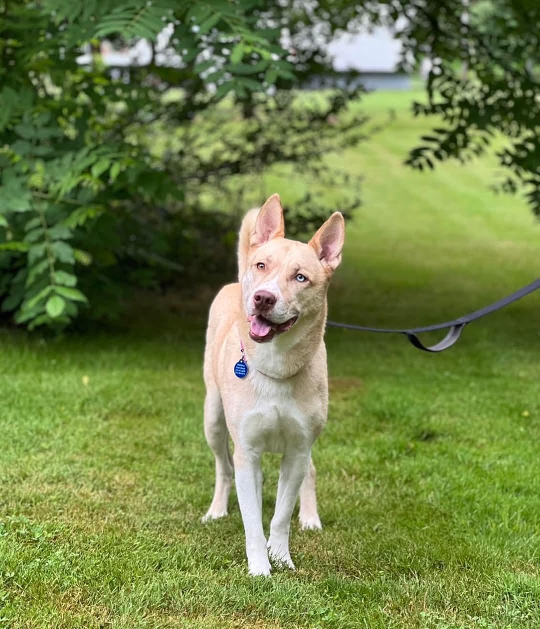 Enlarge River, a Adopted Siberian Husky in LIVERPOOL, NY image 3/3
