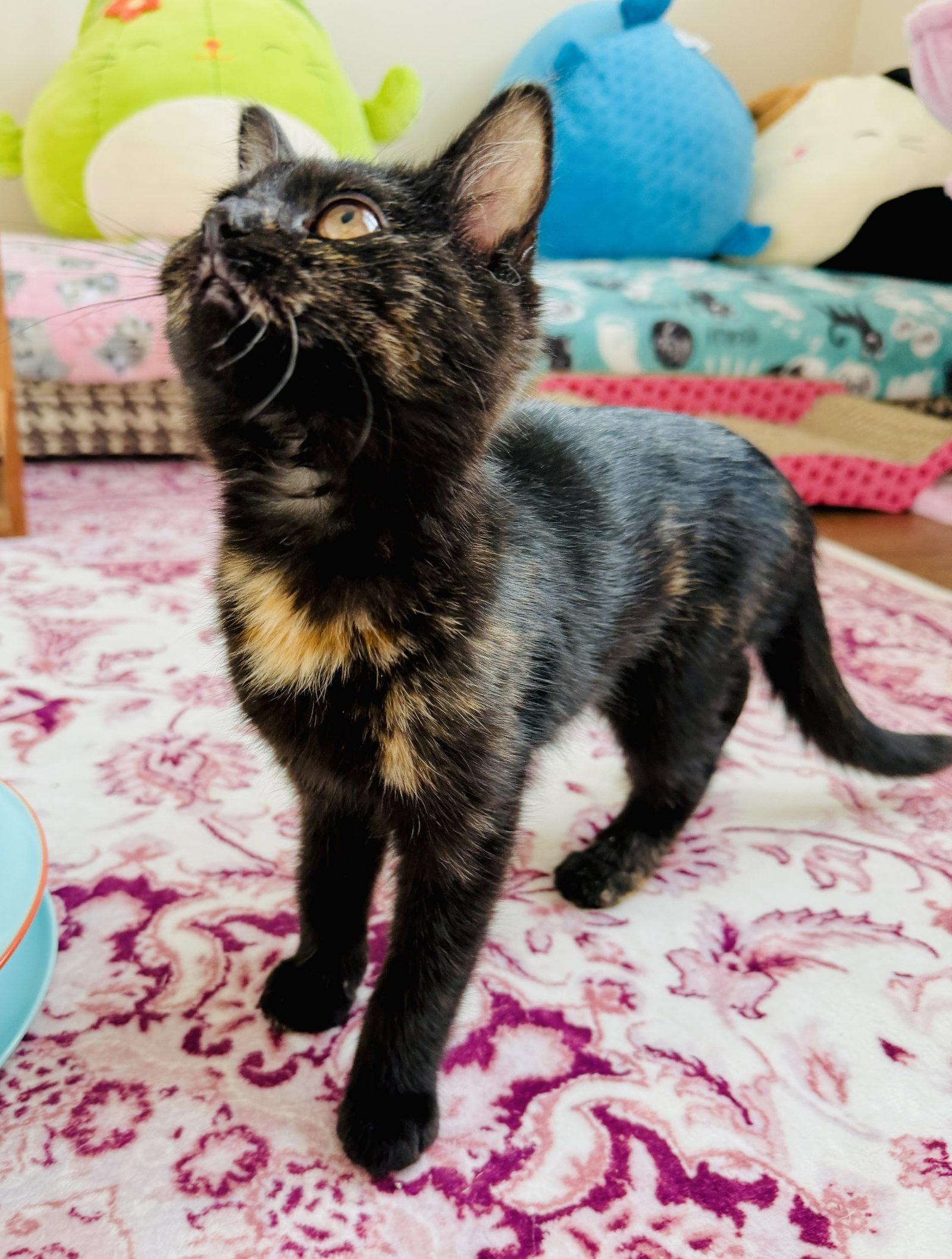 Hot Pot, Adopted, Kitten Female Tortoiseshell & Domestic Short Hair.