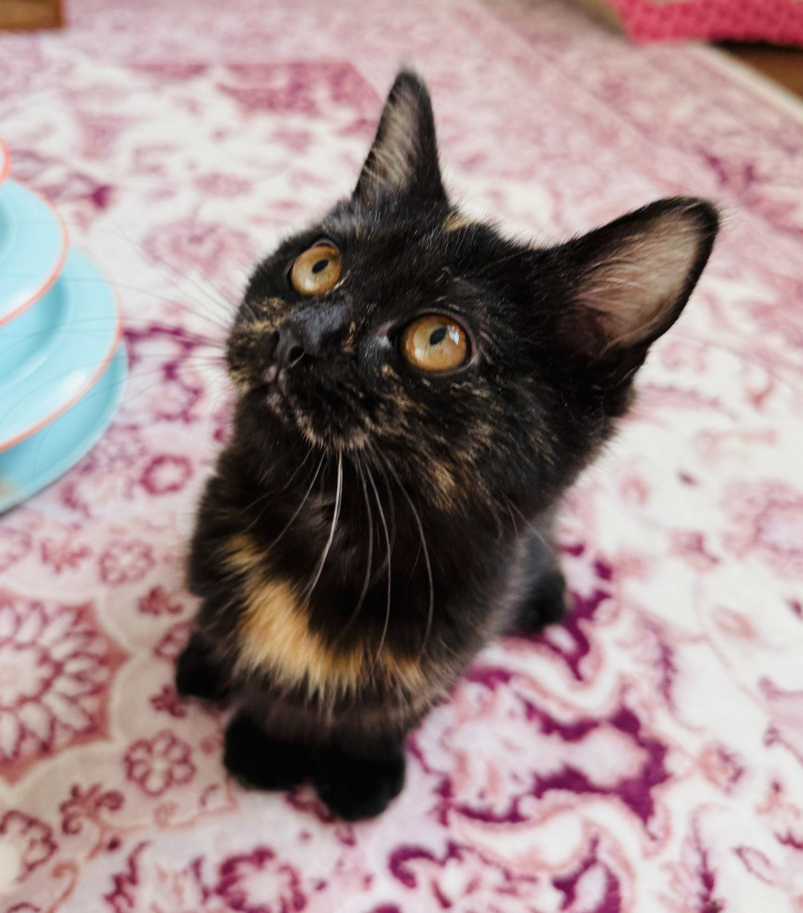 Enlarge Hot Pot, a Adopted mixed breed in Georgetown, KY image 2/3