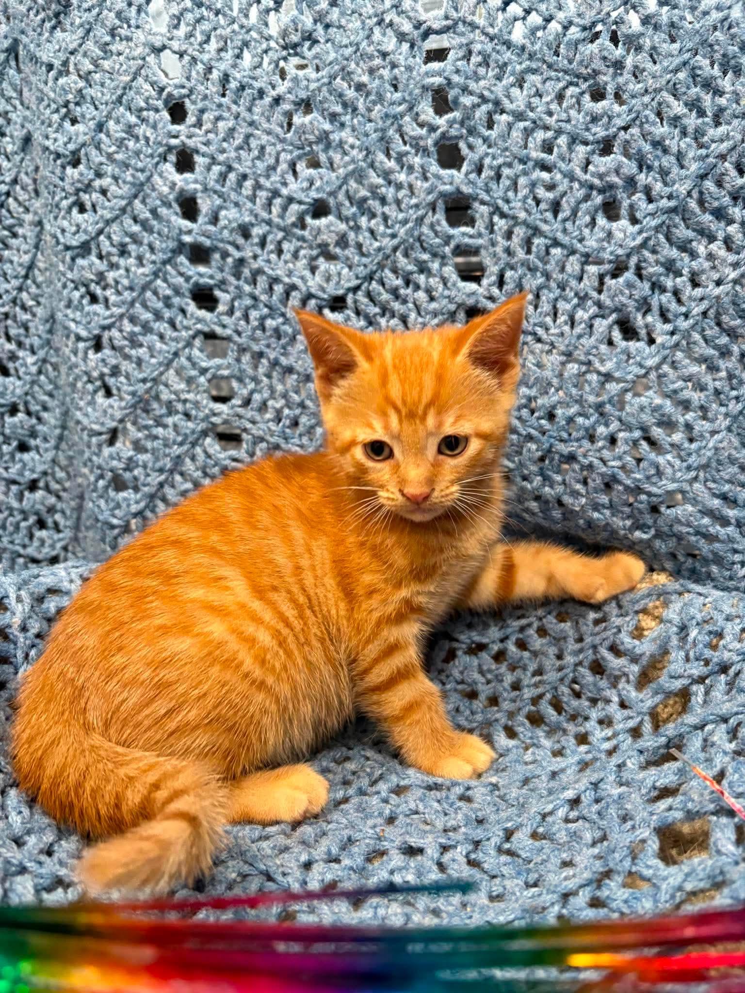 DUMPLING, a ADOPTABLE Domestic Short Hair in Tillsonburg, ON image 2/3