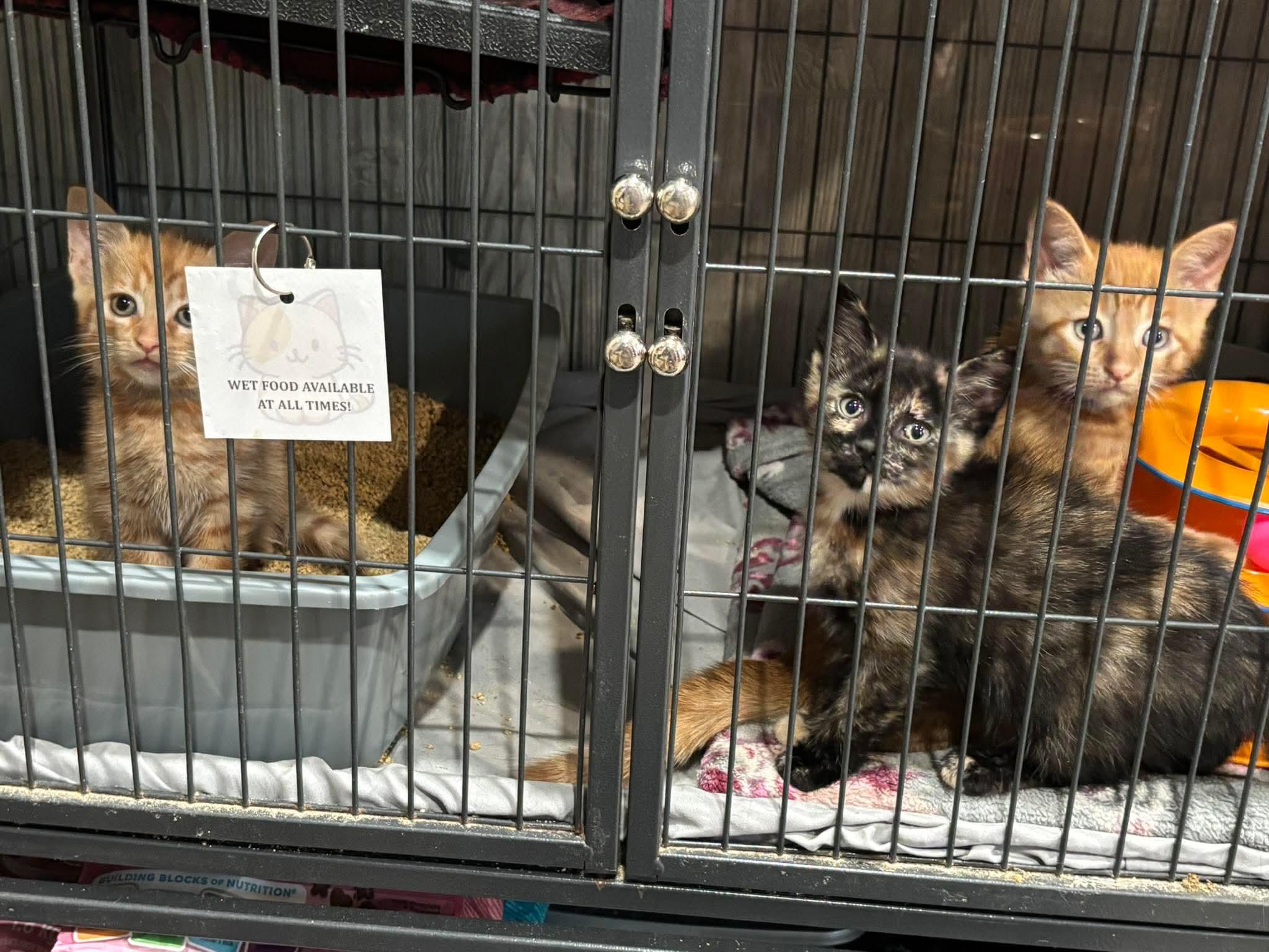 DUMPLING, a ADOPTABLE Domestic Short Hair in Tillsonburg, ON image 3/3