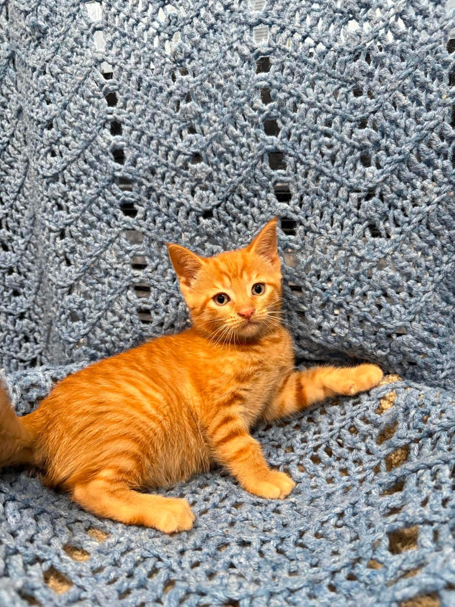 DUMPLING, a ADOPTABLE Domestic Short Hair in Tillsonburg, ON image 1/3